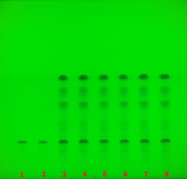 TLC chromatogram for glycyrrhizzic acid under UV 254 nm TLC plate under 254 nm UV showing multiple lanes with glycyrrhizic acid bands for sample identification.