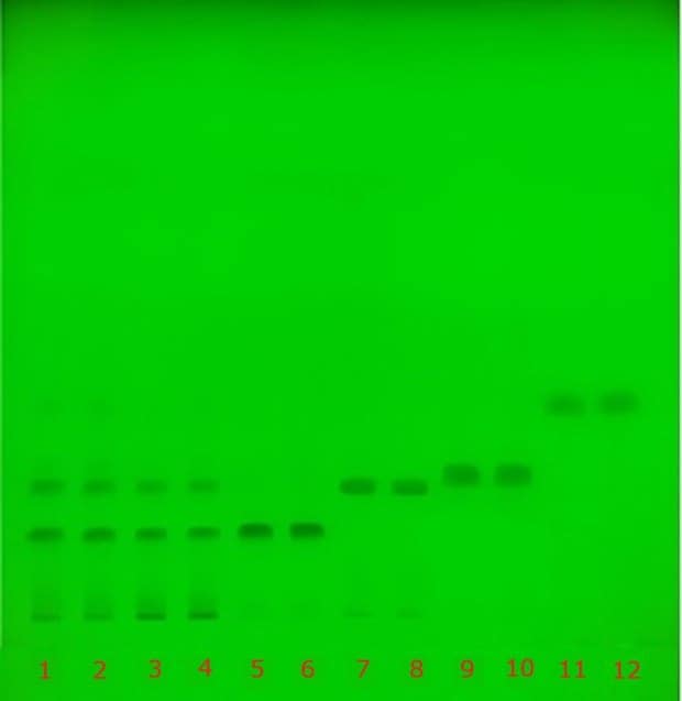 TLC plate under UV 254 nm showing separated catechin bands across tracks 1–12 for standards and green tea extract.