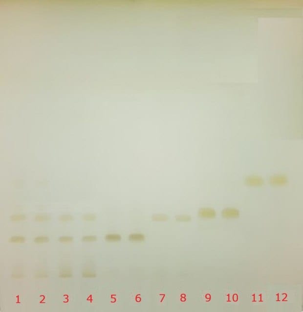 TLC plate under visible light showing catechin separation across tracks 1–12 for standards and decaffeinated green tea extract. 