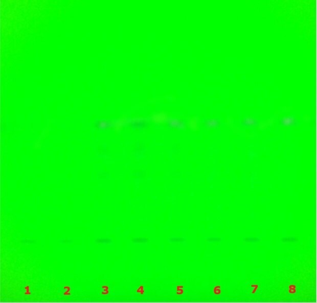TLC chromatogram for glycyrrhizzic acid under UV 254 nm TLC plate under 254 nm UV showing faint bands across lanes used for glycyrrhizic acid quantification.