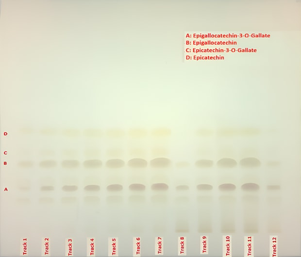 TLC plate under visible light showing separated catechin bands labeled A to D across tracks 1 to 12 for green tea extract analysis.