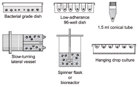 Some of the many methods used to generate embryoid bodies.