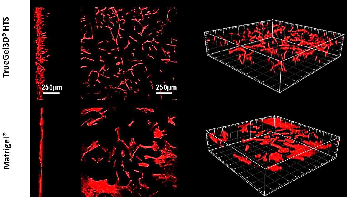 Application of TrueGel® HTS hydrogels in stem cell applications