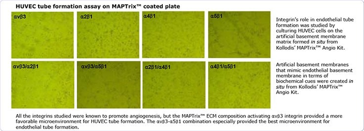 ECM Derived Peptides