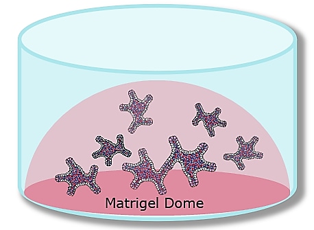 Matrigel dome organoid culture technique.