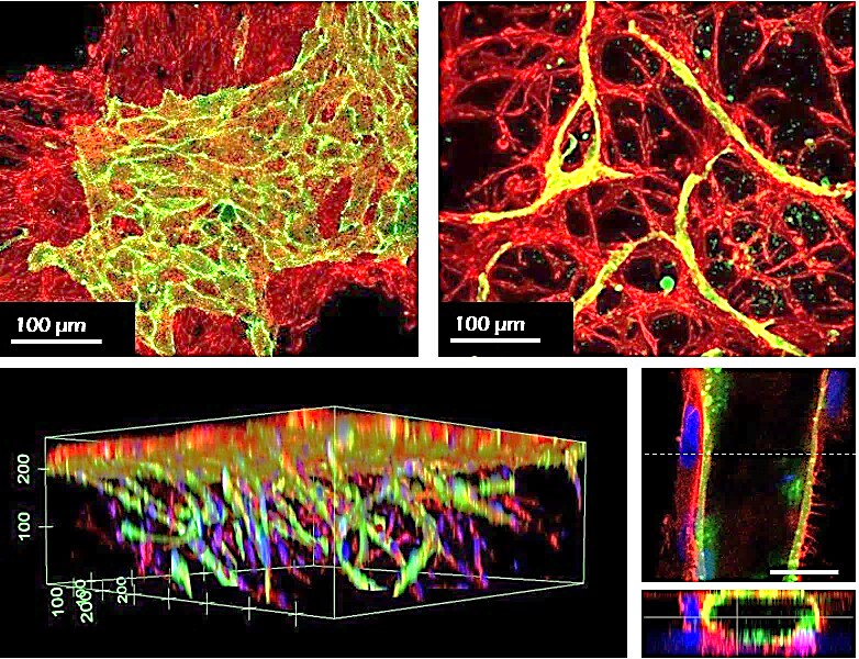 TrueGel® HTS hydrogels in co-culture applications