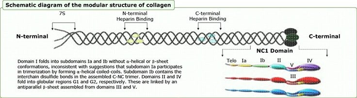 Collagen Derived Peptide