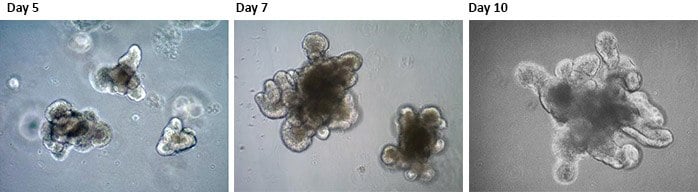 Mouse Intestinal Epithelial Organoids.