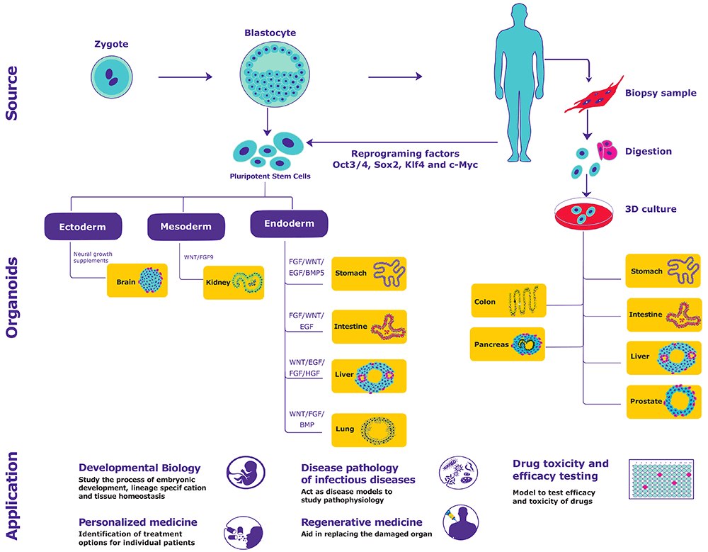 Organoids generation from primary tissues and pluripotent stem cells and their applications