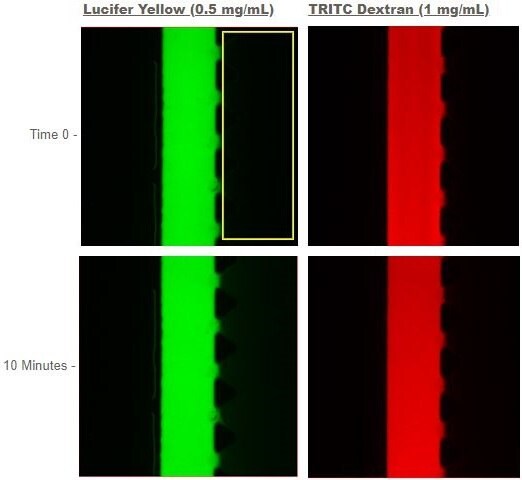 Permeability assay for RPTEC SA7K on the AIM chip.