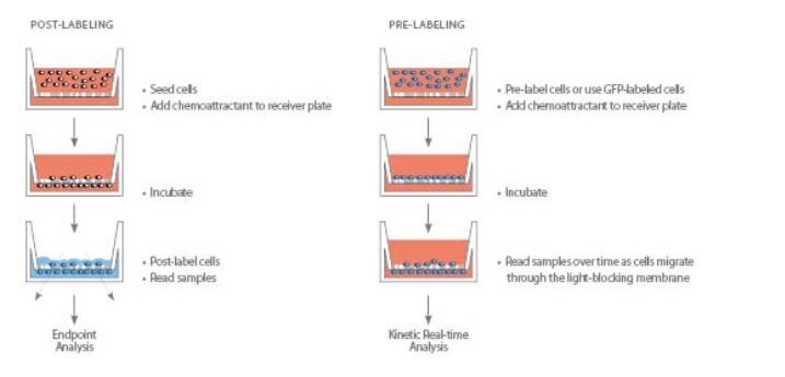  Corning® FluoroBlok™ Insert System