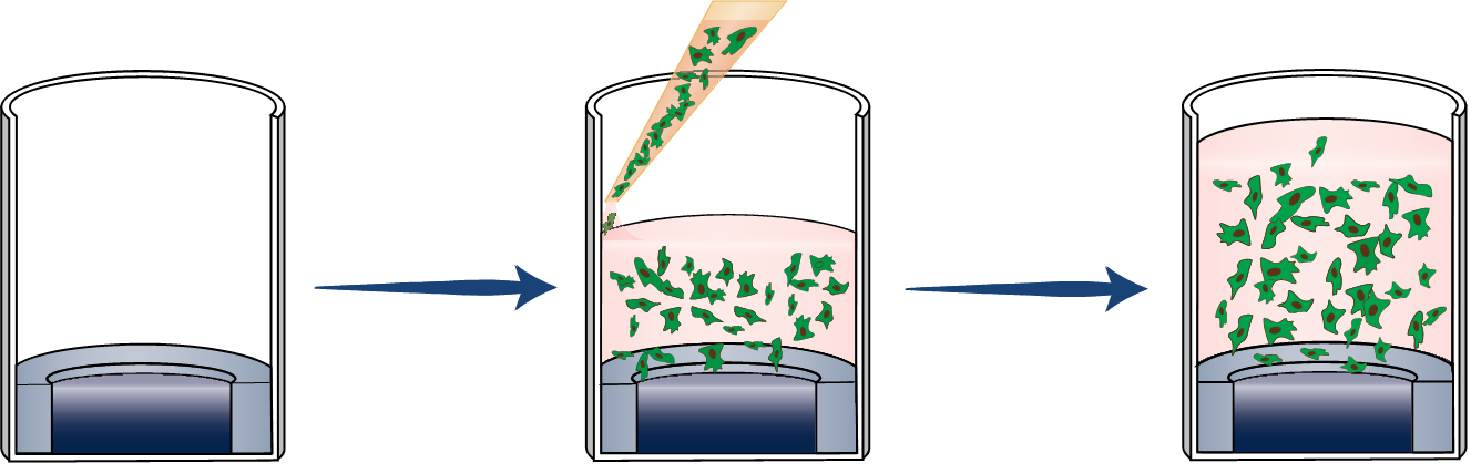 Add cells and media and incubate overnight.