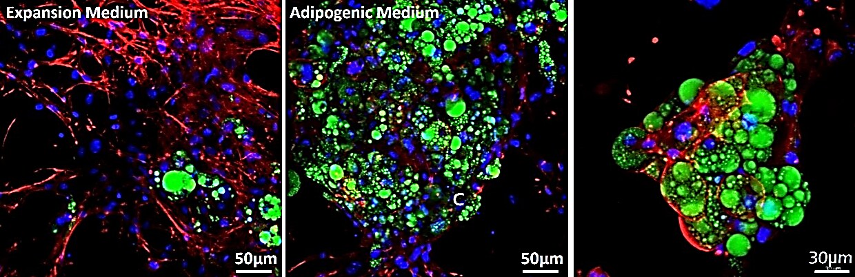 Application of TrueGel® HTS hydrogels in stem cell differentiation