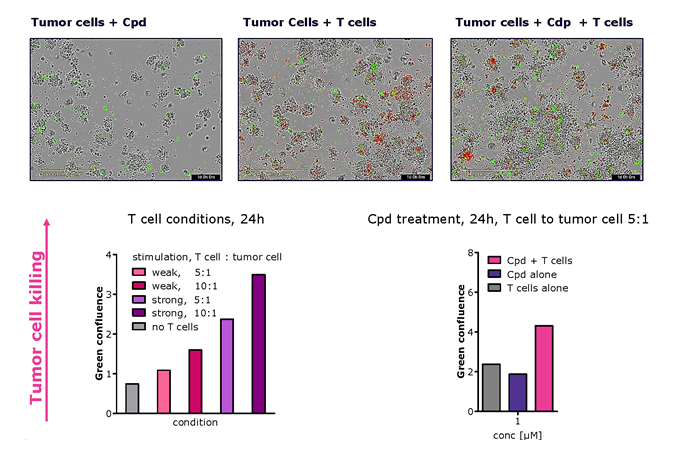 Application of TrueGel3D® HTS hydrogels in cell-mediated cytotoxicity using T-cells and EBC-1 target cells. 