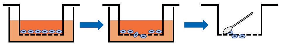 Cell migration assay principle using cell culture inserts