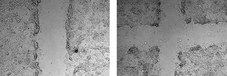 Using the CellComb scratch assay, monolayers of NIH3T3 cells were scratched/wounded in a one-direction (left) or two-direction (right) pattern. 