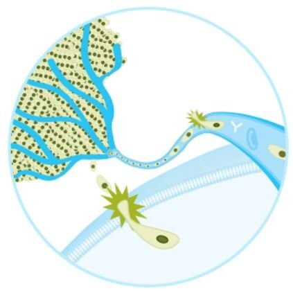 Tumor metastasis is a multistep process involving cancer cell adhesion, cell migration and invasion into neighboring tissues and vasculature