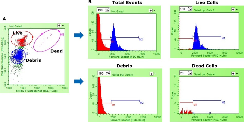 Representative flow cytometry data demonstrating size-based discrimination of live cells from dead and debris Representative flow cytometry data demonstrating size-based discrimination of live cells from dead and debris
