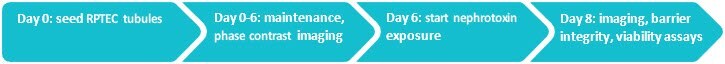 Example workflow for a nephrotoxicity assay using RPTEC SA7K cells on the Mimetas OrganoPlate® 3-Lane 3D cell culture plate.