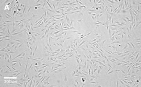 Brightfield imaging of H9C2 cells on Millicell<sup>®</sup> DCI Digital Cell Imager at 10X magnification