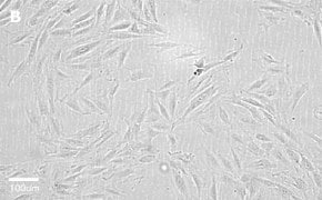 Brightfield imaging of H9C2 cells on Millicell<sup>®</sup> DCI Digital Cell Imager at 20X magnification