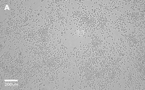 J774A.1 cells imaged on Millicell<sup>®</sup> DCI Digital Cell Imager, 10X Brightfield imaging of J774A.1 cells on Millicell<sup>®</sup> DCI Digital Cell Imager at 10X magnification