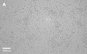 Brightfield imaging of J774A.1 cells on Millicell<sup>®</sup> DCI Digital Cell Imager at 10X magnification