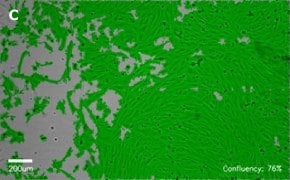 Masked MDCK cells on Millicell<sup>®</sup> DCI Digital Cell Imager Brightfield imaging of MDCK cells on Millicell<sup>®</sup> DCI Digital Cell Imager at 10X magnification with mask