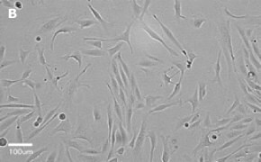 MDCK cells imaged on Millicell<sup>®</sup> DCI Digital Cell Imager, 20X Brightfield imaging of MDCK cells on Millicell<sup>®</sup> DCI Digital Cell Imager at 20X magnification
