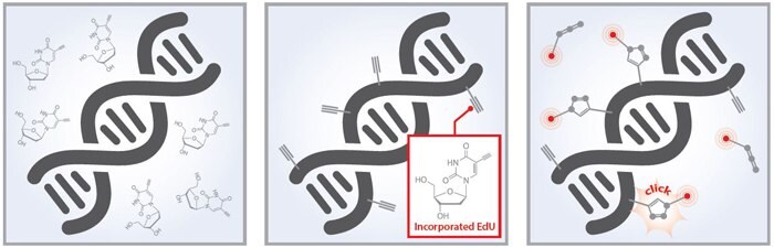 Baseclick 3-Step Assay Workflow