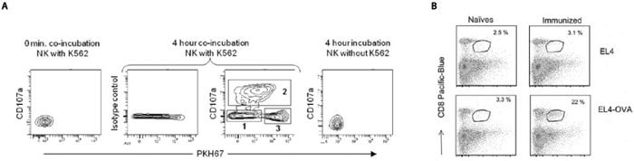 Tracking membrane acquisition from tumor targets by NK and CD8 effector cells