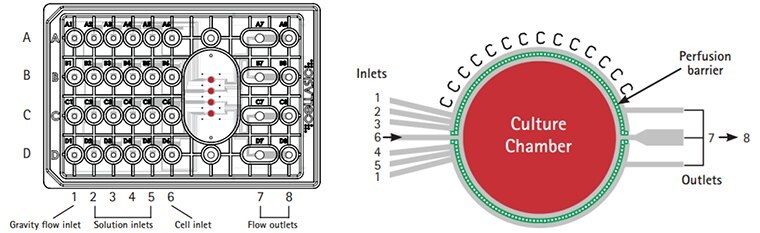 The M04 switching plates enable continuous perfusion culture for live cell analysis. Laminar flow provides rapid & uniform solution exchange for maximum cell health. The glass cover slide bottom surface ensures the highest resolution optical viewing. CellASIC® ONIX switching plate for mammalian cells design.
