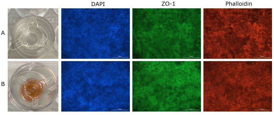 Fluorescence images of Millicell® inserts stored at 4°C with PBS and antifade solution after one week