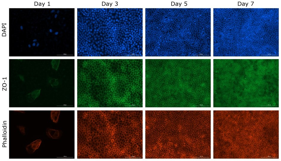 Fluorescence imaging of time course of MDCKII cells growing on a clear Millicell® insert