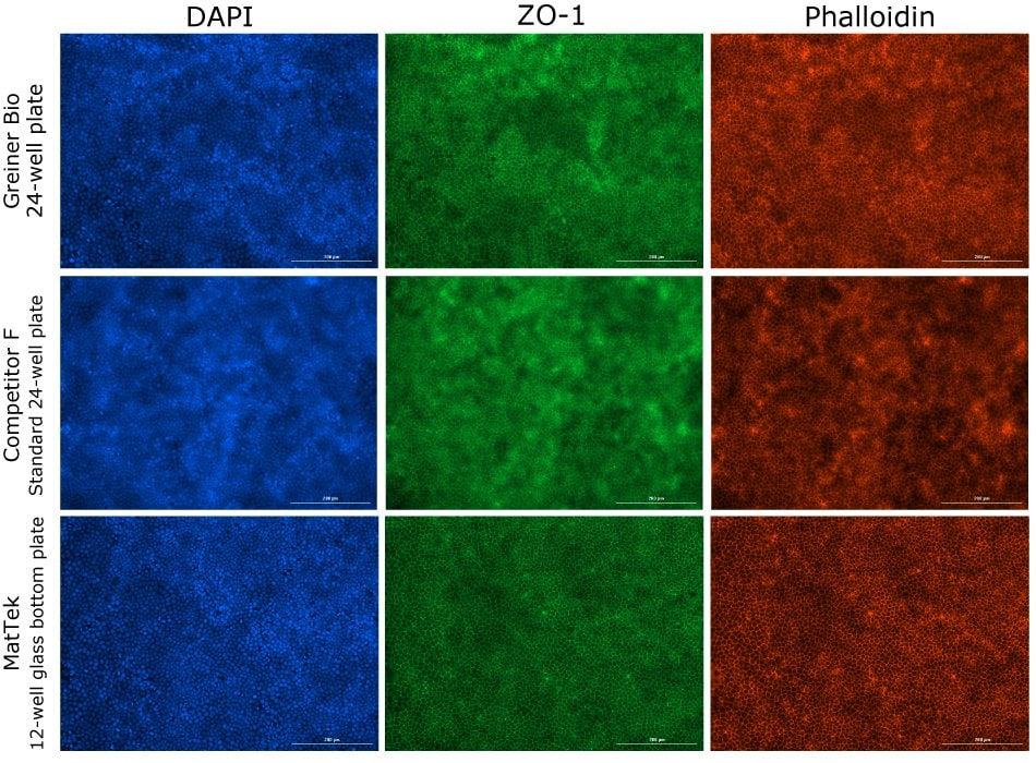 Fluorescence imaging of MDCK II cells grown on Millicell® 1.0 μm clear inserts in different plates