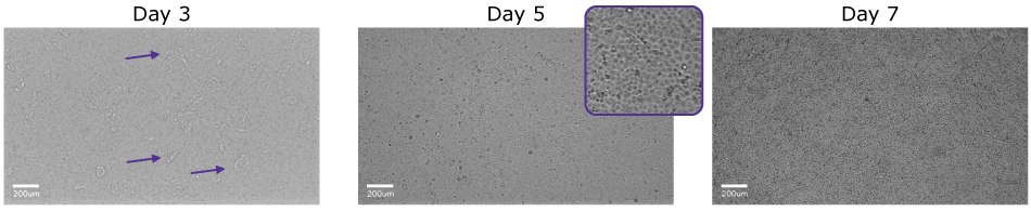 Microscopy images of MDCK II cells grown on Millicell® 1.0 μm clear inserts over 7 days