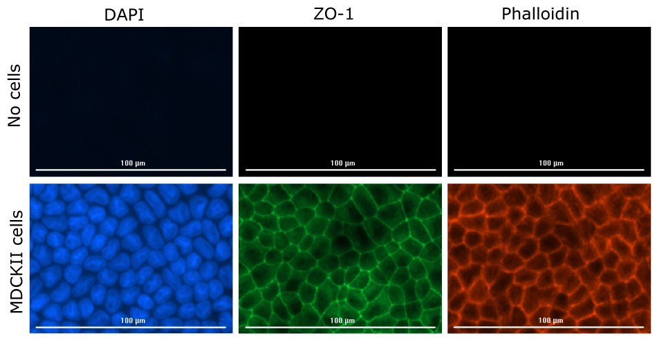 Fluorescence imaging of MDCK II cells grown on Millicell® 1.0 μm clear inserts 