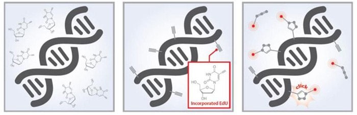 Edu-Click cell proliferation kits incorporate EdU (5-ethynyl-2’-deoxyuridine) into DNA during active DNA synthesis and are measured using a click-chemistry fluorescent detection method. Edu-Click cell proliferation kits