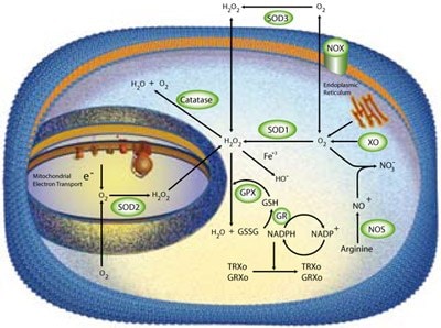 Enzymatic Scavengers