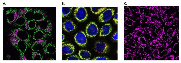 Live cell imaging of cellular mitochondria.