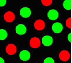 Fluorescence microscopy image of FITC-labeled MF particles (green) and Rhodamine B-labeled MF particles (red). Fluorescence microscopy image of FITC-labeled MF particles (green) and Rhodamine B-labeled MF particles (red).