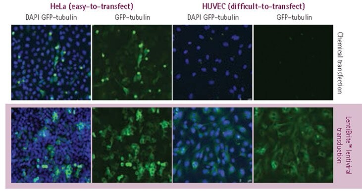 Plasmid vs. lentivirus transfection