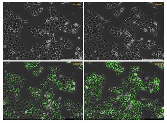 Microsoft Word - Apoptosis Hypoxia Tech Article Nick Time course of hypoxia in live cancer cells.