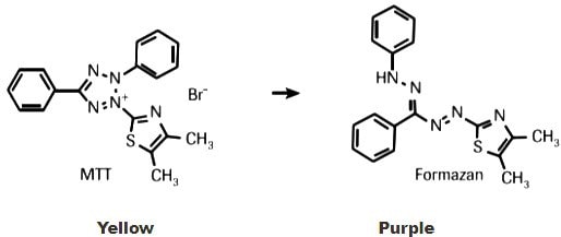 The MTT assay is a colorimetric assay for assessing cell proliferation based on metabolic activity. NAD(P)H-dependent cellular oxidoreductase enzymes reflect the number of viable cells present. These enzymes are capable of reducing the yellow tetrazolium dye MTT 3-(4,5-dimethylthiazol-2-yl)-2,5-diphenyltetrazolium bromide to its insoluble formazan, which has a purple color. The MTT assay is a colorimetric assay for assessing cell proliferation based on metabolic activity