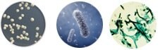 Bacterial Fungal Yeast