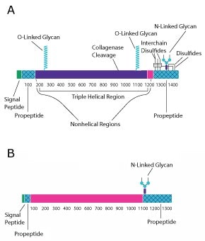 Protein structure diagram for collagen type I. The top diagram is for two collagen strands and is broken into the signal peptide, the propetide, the nonhelical region, the triple helical region, the nonhelical region, and the propeptide from left to right. The bottom diagram is for one collagen strand and is broken into the signal peptie, the propeptide, and the nonhelical regions, and then the propetide region from left to right. 