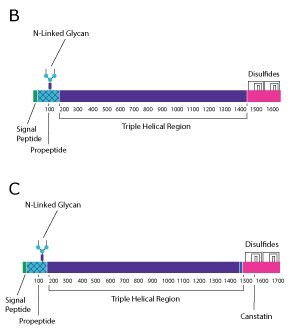 Protein structure diagram for collagen type I. The top diagram is for predominantly two collagen strands and is broken into the signal peptide, the propetide, the triple helical region, and the nonhelical region. The bottom diagram is for predominantly one collagen strand and is broken into the signal peptie, the propeptide, the triple helical regions, and then the canstatin region from left to right. 