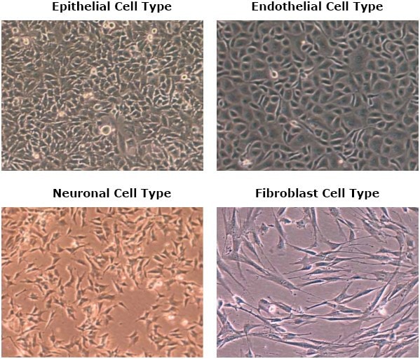 Examples of attached cell types.