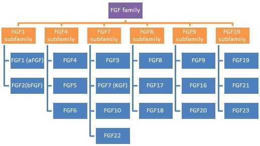 成纤维细胞生长因子家族(FGF)成员