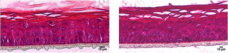 Hematoxylin/eosin staining of RhE models cultivated in the cell culture Hematoxylin/eosin staining of RhE models cultivated in the cell culture Insert 2in1 (right) and in an insert from another manufacturer (left).
